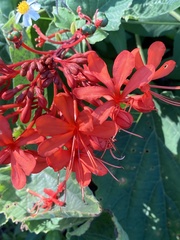 Clerodendrum japonicum