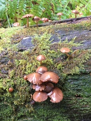 Collybiopsis villosipes