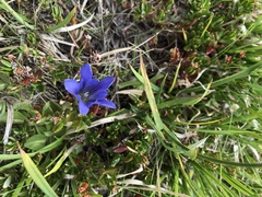 Gentiana newberryi