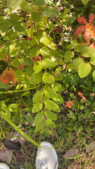 Symphoricarpos orbiculatus