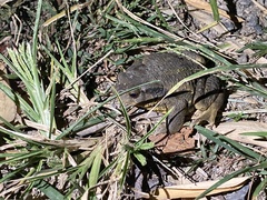 Bufo bankorensis