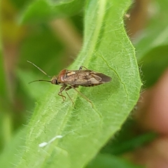 Lygus rugulipennis