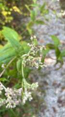 Eupatorium perfoliatum