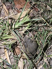 Bufo bankorensis