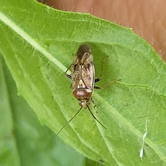 Lygus rugulipennis