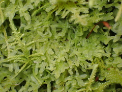 Metzgeria pubescens