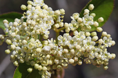 Viburnum prunifolium