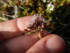 Valeriana capitata