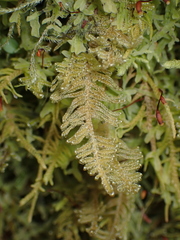 Stereodon subimponens