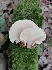 Clitopilus pinsitus