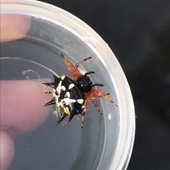 Austracantha minax