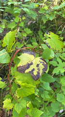 Menispermum canadense