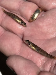 Etheostoma stigmaeum