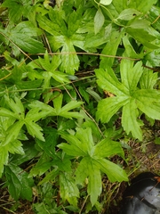 Anemonastrum canadense