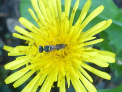 Cerceris arenaria