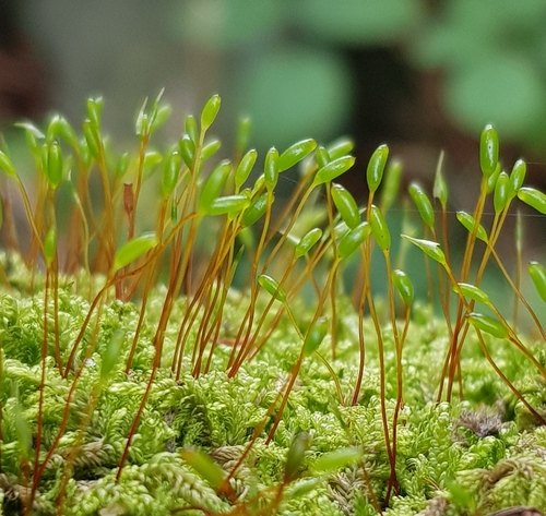 Image of Hypnum andoi by (c) Helen Waterman, some rights reserved (CC BY)