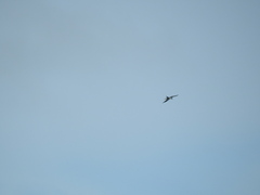 Elanoides forficatus