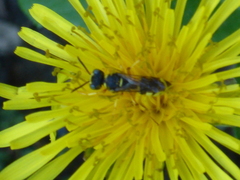 Cerceris arenaria