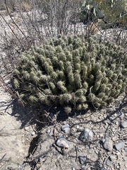 Echinocereus enneacanthus carnosus