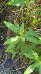 Eclipta prostrata