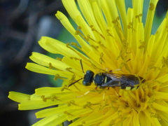 Cerceris arenaria