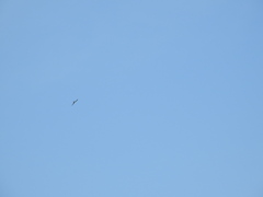 Elanoides forficatus