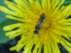 Cerceris arenaria