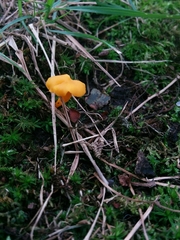 Cantharellus minor