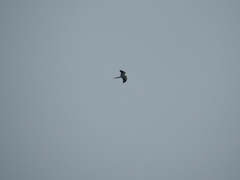 Elanoides forficatus