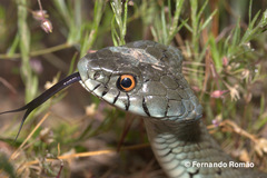 Natrix astreptophora