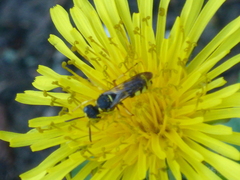 Cerceris arenaria