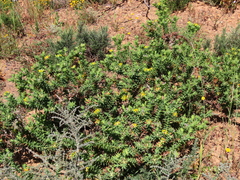 Aspalathus cordata