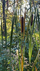 Typha