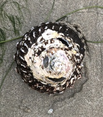 Megastraea undosa