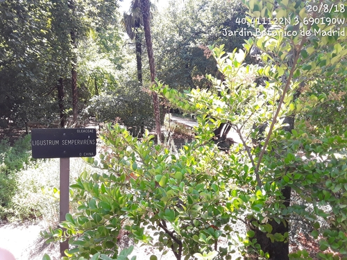 Ligustrum sempervirens