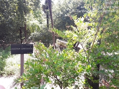 Ligustrum sempervirens