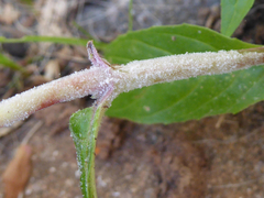 Podosphaera epilobii