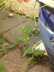 Podosphaera epilobii