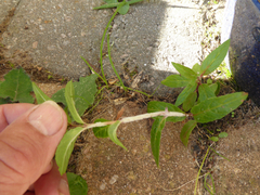 Podosphaera epilobii