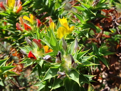 Aspalathus cordata