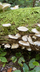 Crepidotus applanatus