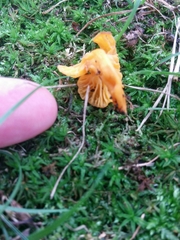 Cantharellus minor