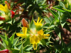 Aspalathus cordata