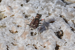 Cicindela tranquebarica