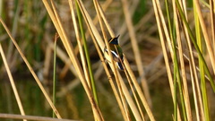 Tachuris rubrigastra