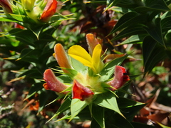 Aspalathus cordata