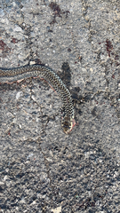 Hierophis viridiflavus