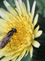 Platycheirus albimanus
