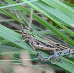Omocestus viridulus