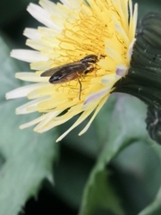 Platycheirus albimanus